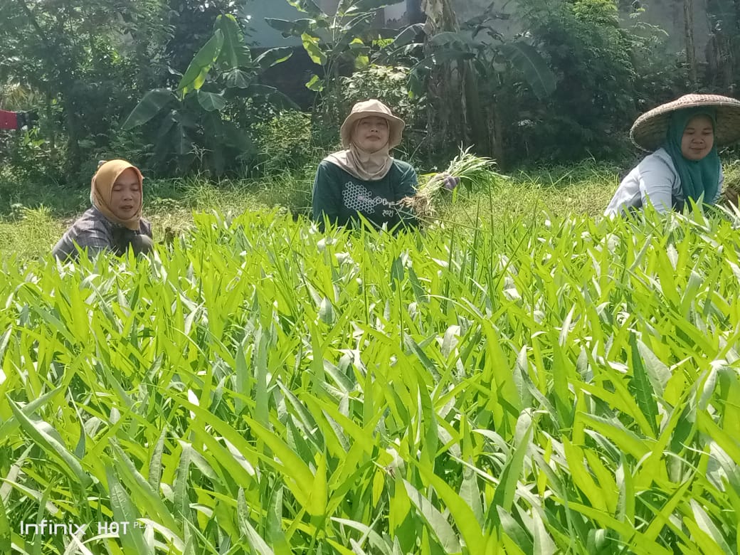 Panen Kangkung