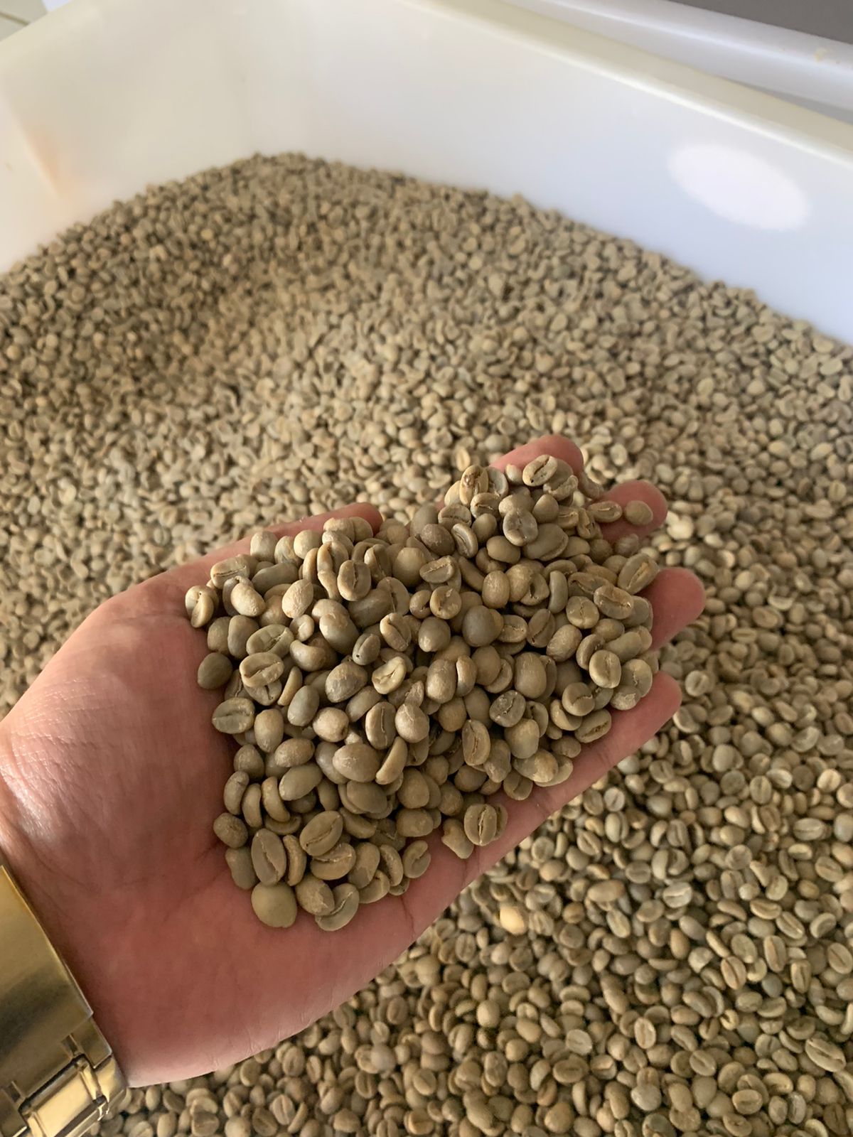 GREENBEAN FINE ROBUSTA