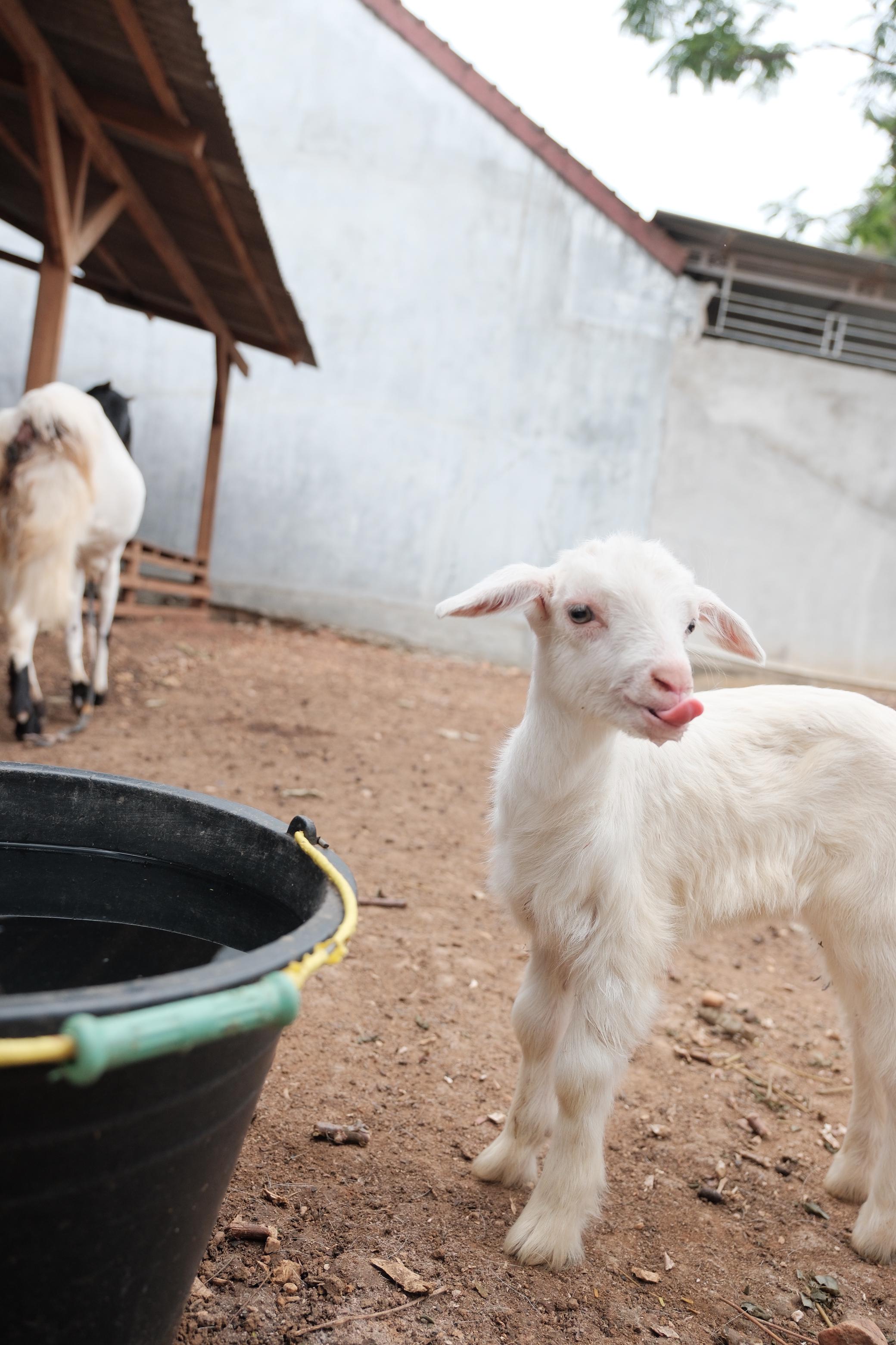 Kambing Sapera