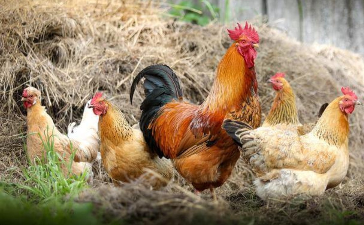 Gambar Produk Ayam kampung (test)