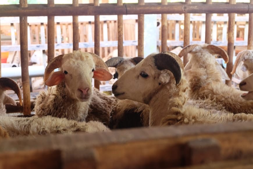 Penggemukan dan Pembibitan kambing domba