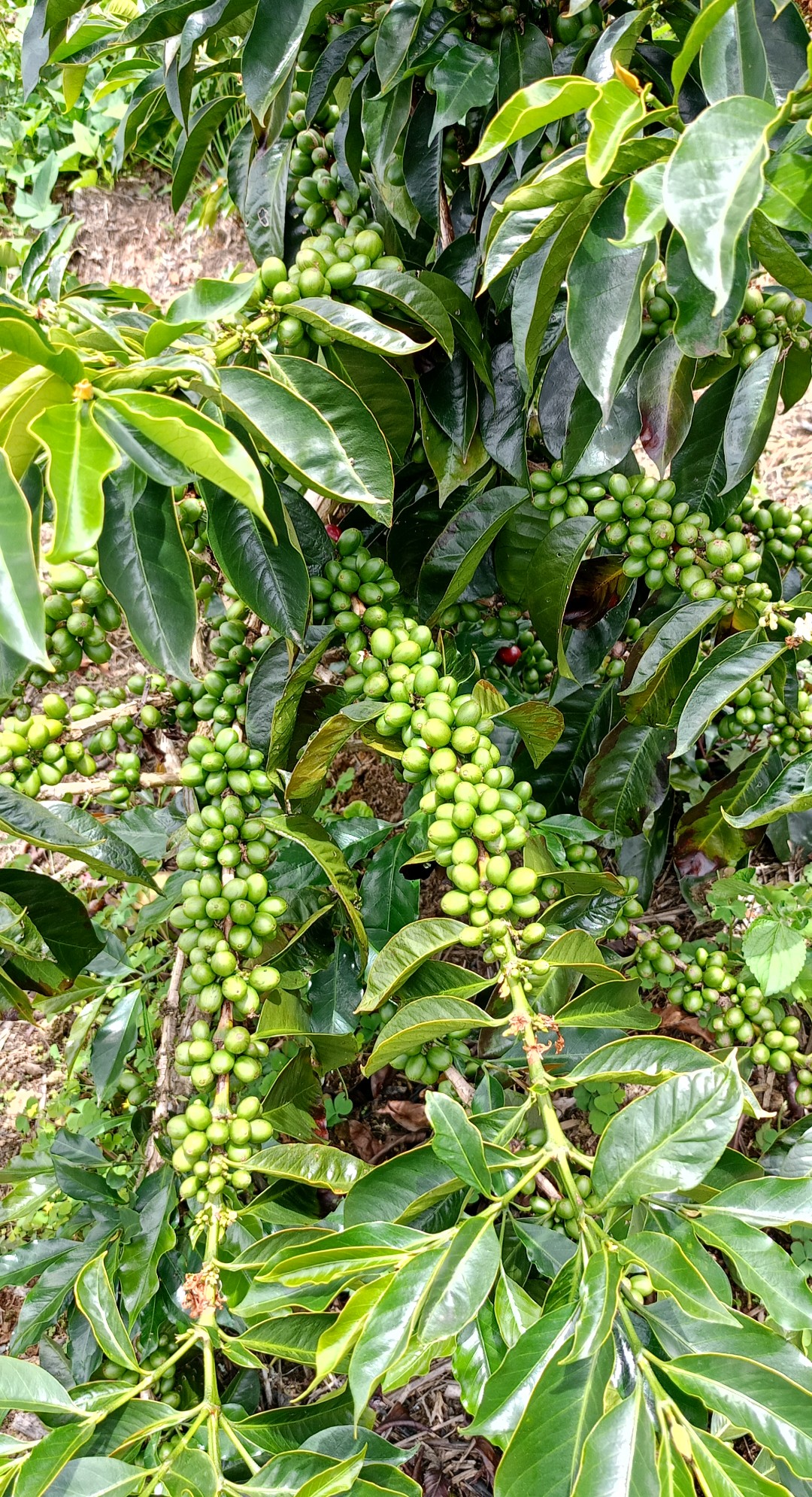 Coffe Arabica Anggi