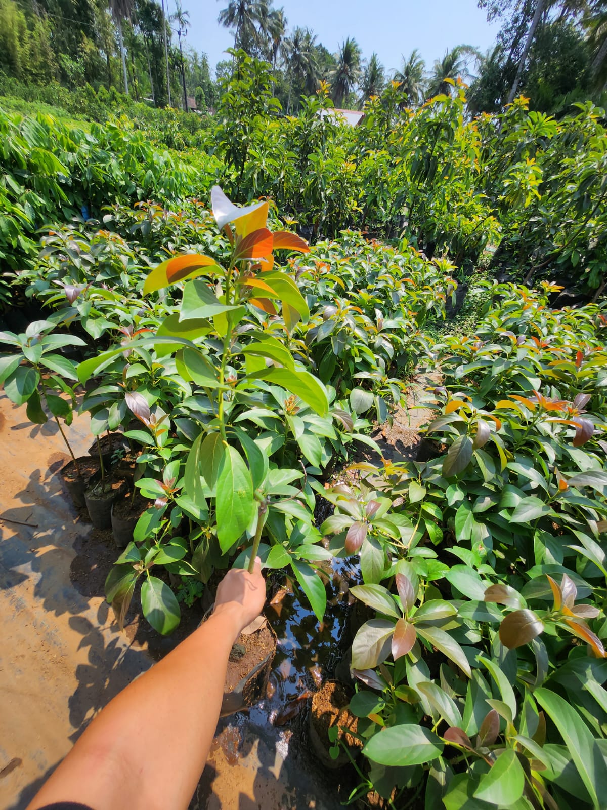 alpukat Red Vietnam