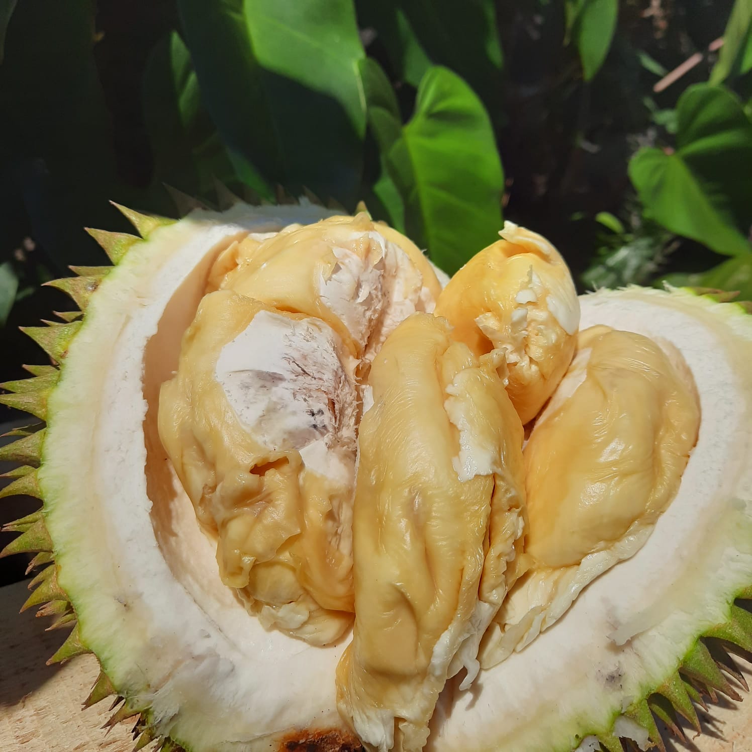 Buah Durian Segar