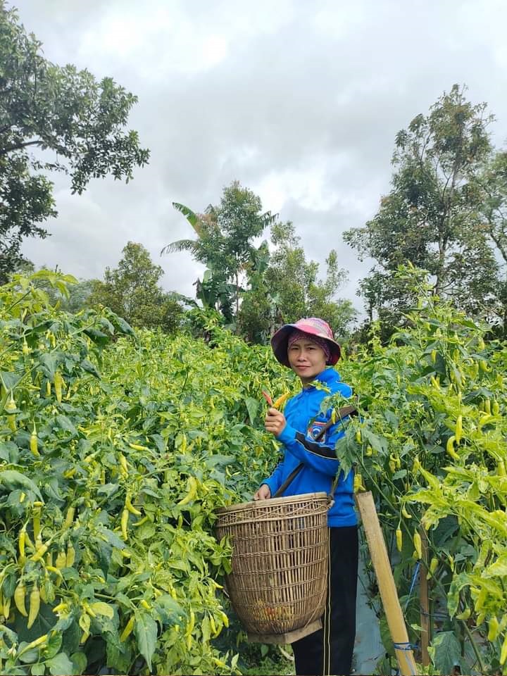 BUDIDAYA CABAI