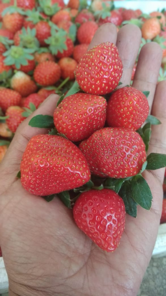 Strawberry fresh organik