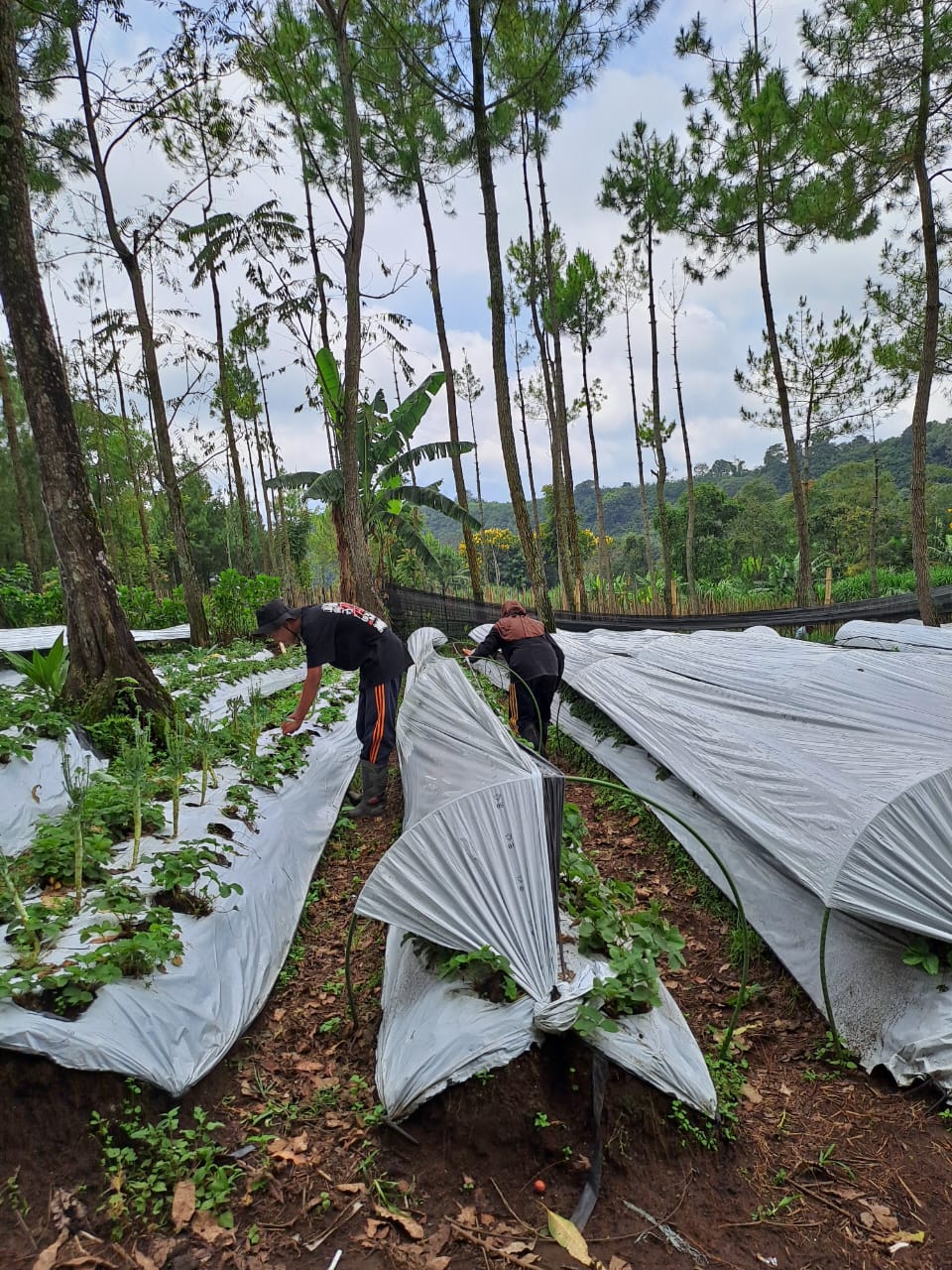 Wisata Edukasi dan Petik Strawberi