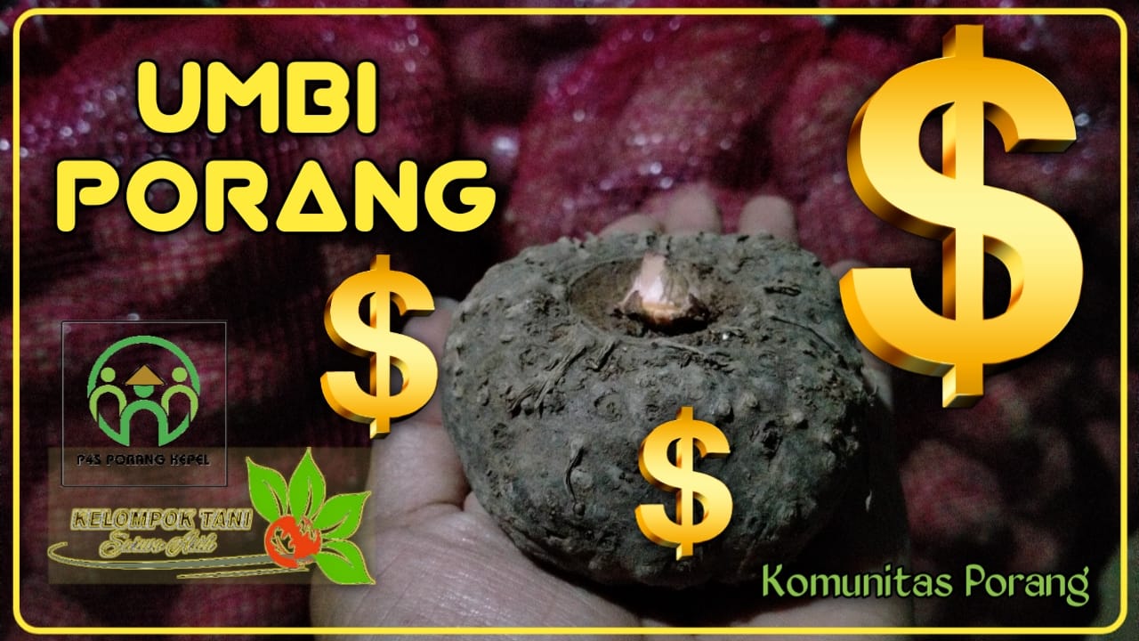 PENANGKARAN BIBIT UMBI