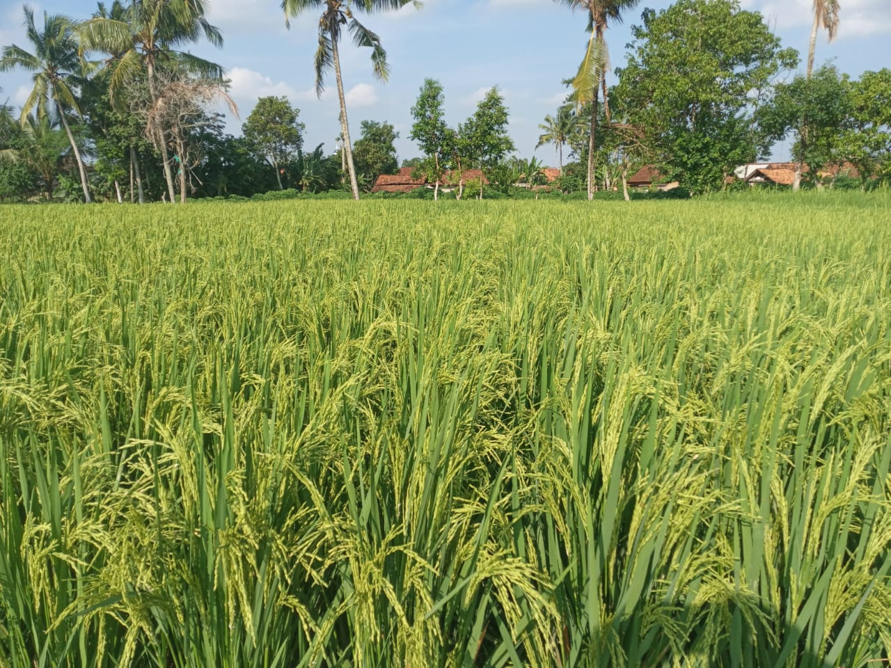 LAHAN SAWAH