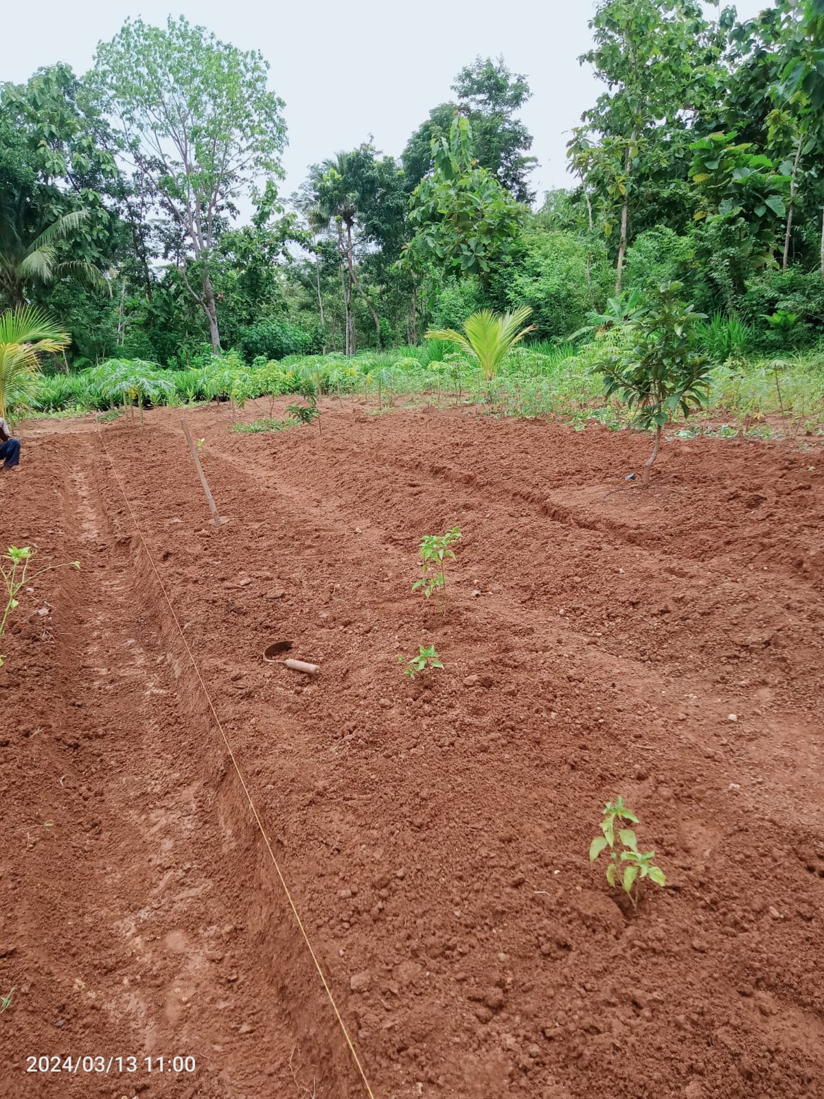 Media Praktek On farm