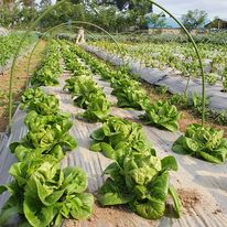 kebun sayur organik