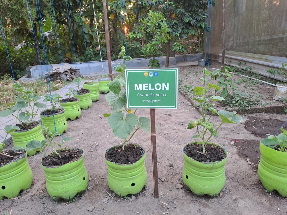 Melon