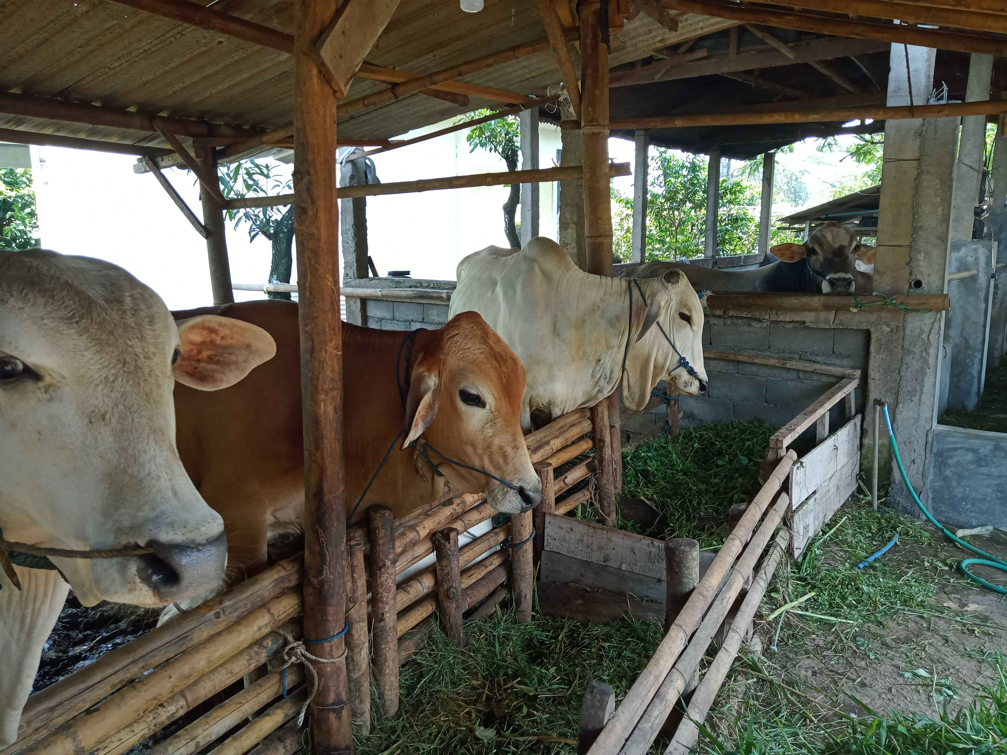 KANDANG SAPI BUDIDAYA TERNAK RUMINANSIA