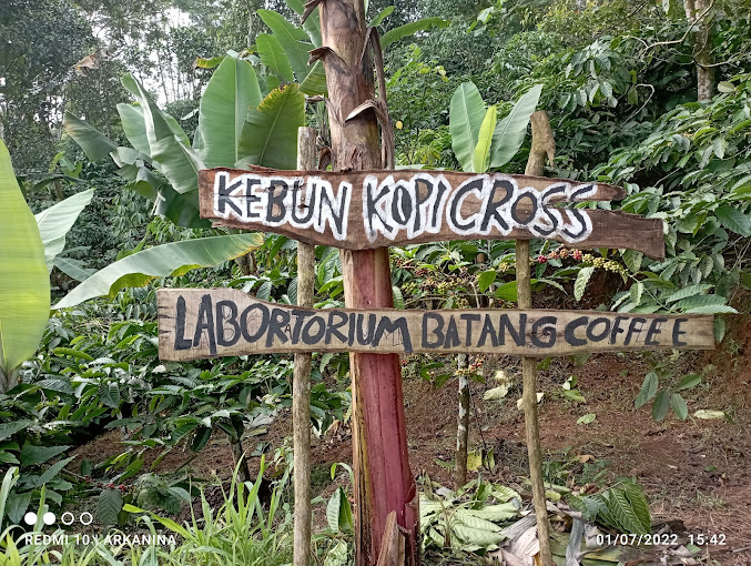 KEBUN KOPI