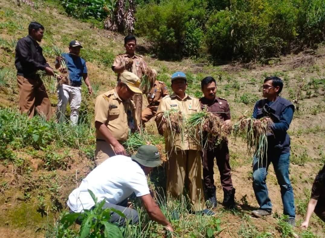 Pelatihan permanen bawang merah