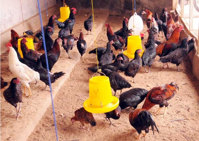 Beternak Ayam kampung umur 30 Hari (Contoh)