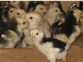 Beternak Ayam Kampung umur 1 Minggu (Contoh)