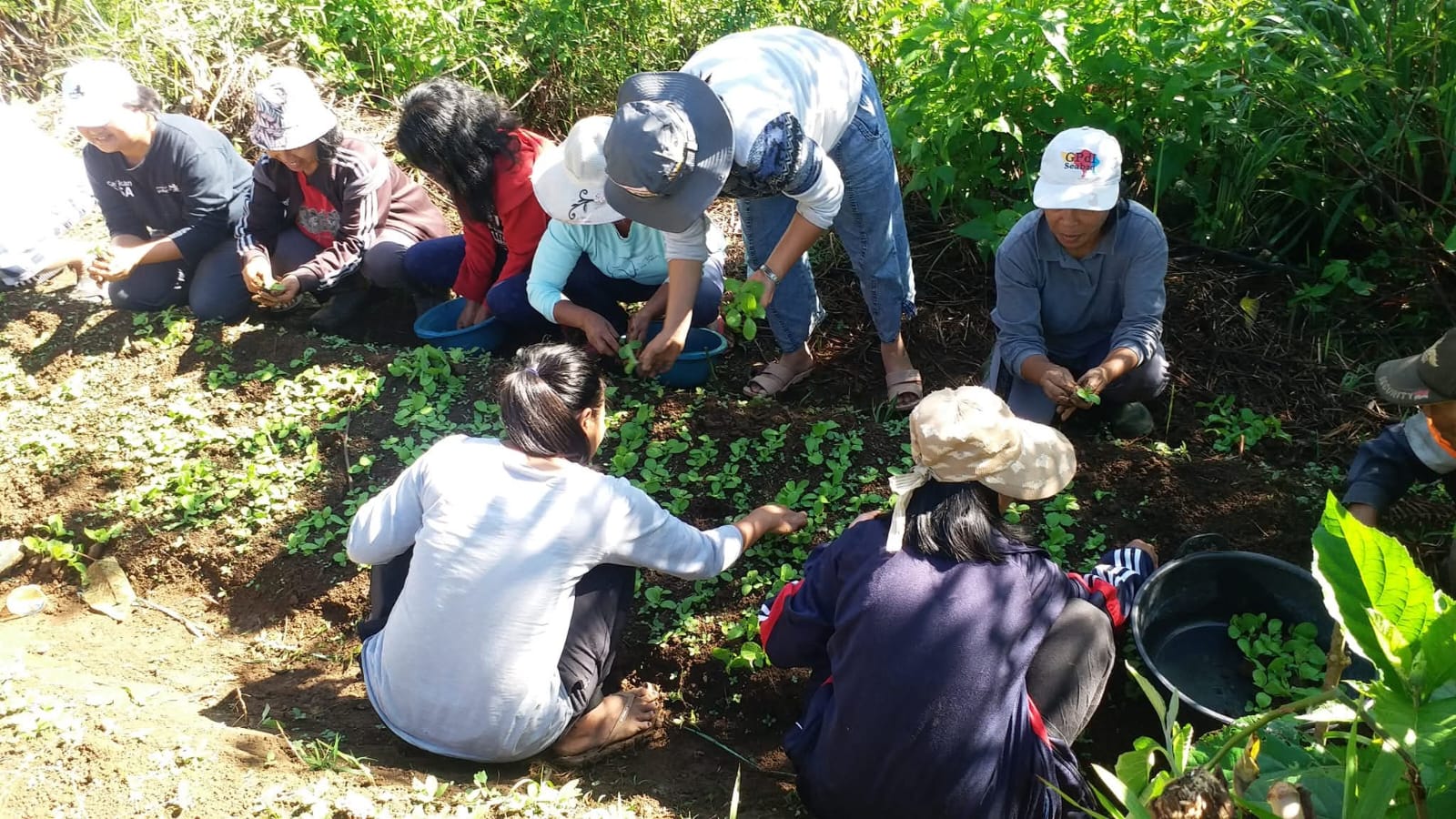 Pelatihan budidaya bawang merah